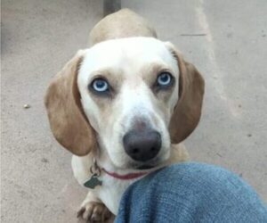 Father of the Dachshund puppies born on 06/18/2025
