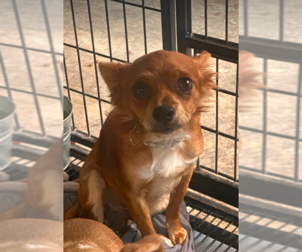 Medium Photo #4 Chihuahua-Unknown Mix Puppy For Sale in Cranston, RI, USA