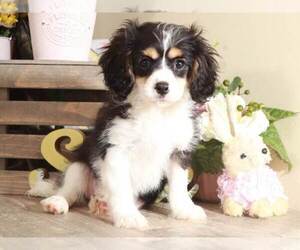 Cavapoo Puppy for sale in MOUNT VERNON, OH, USA