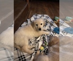 Small Photo #1 English Cream Golden Retriever Puppy For Sale in SALEM, NH, USA