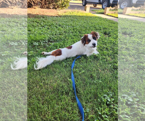 Medium Photo #3 Colonial Cocker Spaniel-Unknown Mix Puppy For Sale in Grafton, WI, USA