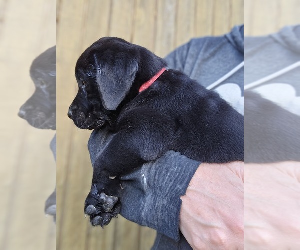 Medium Photo #1 Labrador Retriever Puppy For Sale in APPOMATTOX, VA, USA