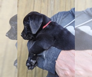 Labrador Retriever Puppy for sale in APPOMATTOX, VA, USA