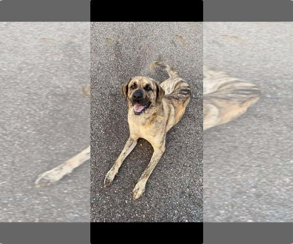 Medium Photo #9 Mastiff-Unknown Mix Puppy For Sale in Rockaway, NJ, USA