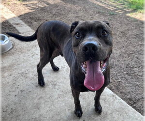 CHOCOLATE - Male Mutt Dog for Adoption - Photo #2