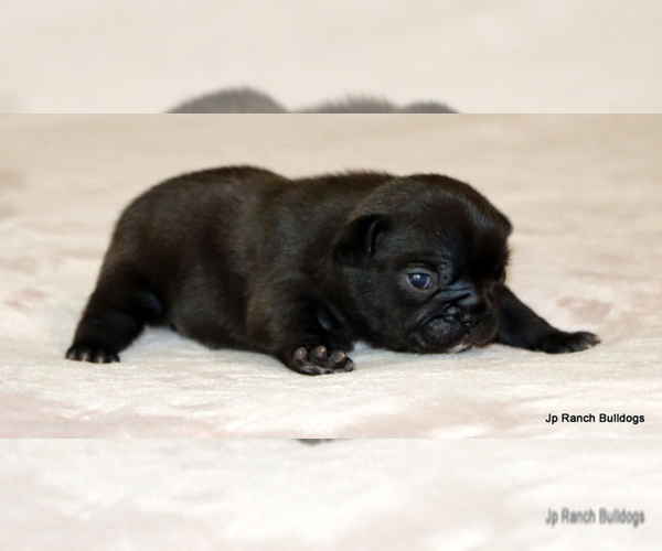 Medium Photo #3 French Bulldog Puppy For Sale in WINNSBORO, TX, USA