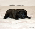 Small Photo #23 French Bulldog Puppy For Sale in WINNSBORO, TX, USA