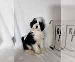 Mozart - Male Bernedoodle Puppy for Sale - Photo #5