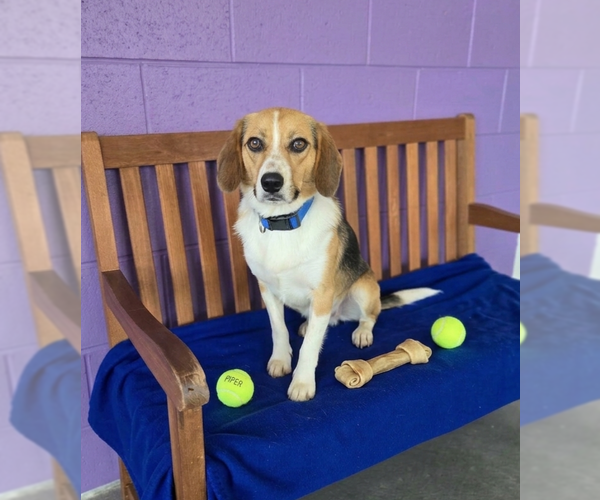 Medium Photo #2 Beagle-Unknown Mix Puppy For Sale in Genesee, WI, USA
