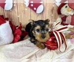 Small #6 Yorkshire Terrier