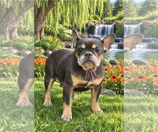 Medium Photo #1 French Bulldog Puppy For Sale in Bon Carbo, CO, USA