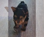 Puppy Puppy 1 Yorkshire Terrier