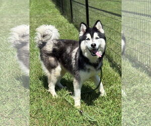 - Mix Dogs for adoption in Virginia Beach, VA, USA