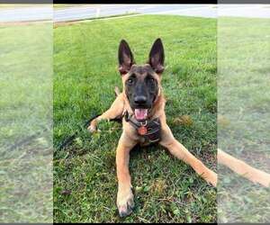 Pumpkin Spice  Located in North Carolina - Female Mutt Dog for Adoption - Photo #2