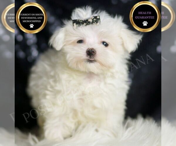 Medium Photo #1 Maltese Puppy For Sale in WARSAW, IN, USA
