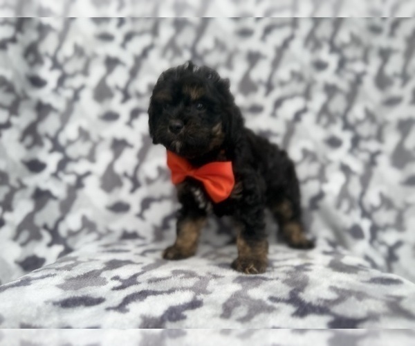 Medium Photo #6 Cavapoo (Miniature) Puppy For Sale in LAKELAND, FL, USA