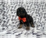 Small #5 Cavapoo (Miniature)