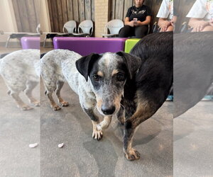 Rat Terrier-Unknown Mix Dogs for adoption in Houston, TX, USA
