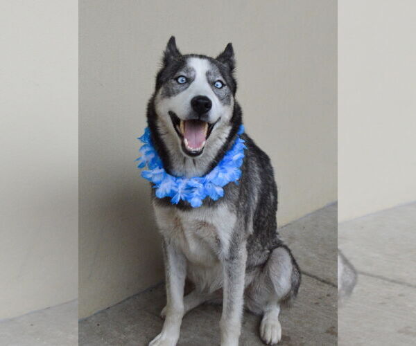 Medium Photo #3 Siberian Husky-Unknown Mix Puppy For Sale in McKinney, TX, USA