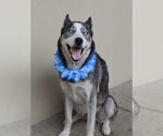 Small #2 Siberian Husky Mix