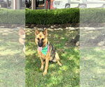 Small German Shepherd Dog