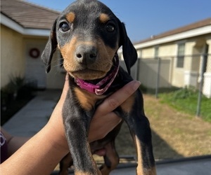 Doberman Pinscher Puppy for sale in HIGHLAND, CA, USA