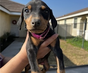 Medium Doberman Pinscher