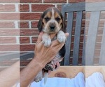 Small #11 Beagle