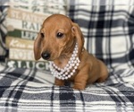 Small Photo #7 Dachshund Puppy For Sale in CEDAR LANE, PA, USA