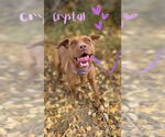 Small #5 American Pit Bull Terrier-American Staffordshire Terrier Mix