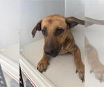 A662571 - Male Black Mouth Cur-Unknown Mix Dog for Adoption - Small photo