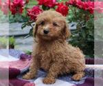 Small Photo #2 Goldendoodle-Poodle (Miniature) Mix Puppy For Sale in GAP, PA, USA
