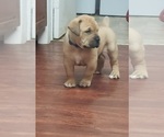 Small Photo #3 Boerboel Puppy For Sale in LA CROSSE, VA, USA