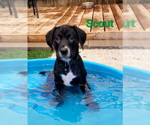 Labrador Retriever-Unknown Mix Dogs for adoption in Des Moines, IA, USA