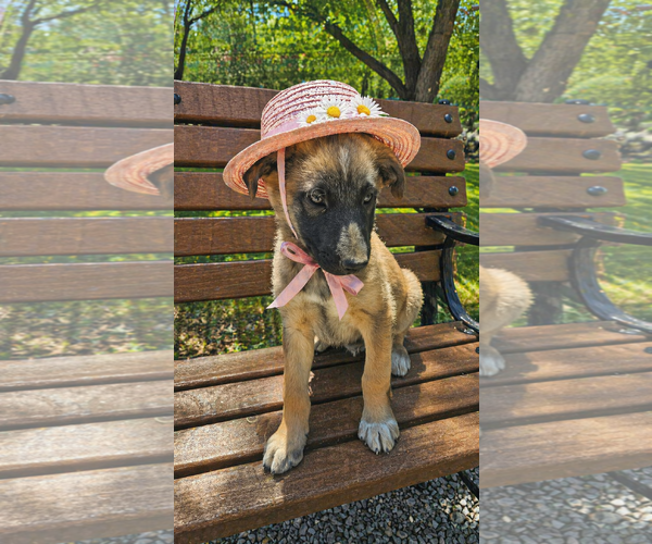 Medium Photo #1 Borador Puppy For Sale in Mt. Laurel, NJ, USA
