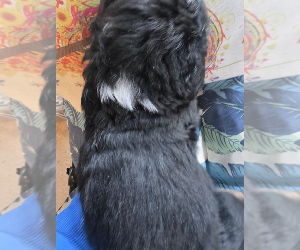 Medium Photo #3 Bernese Mountain Dog Puppy For Sale in SUPERIOR, WI, USA