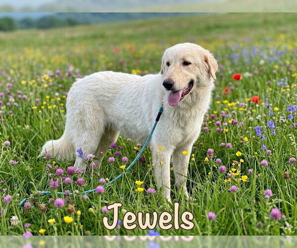 Medium Photo #2 Anatolian Pyrenees Puppy For Sale in The Woodlands, TX, USA