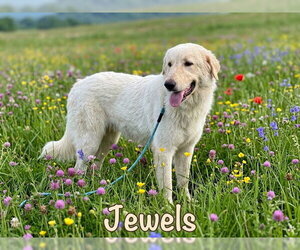 Jewels - Female Anatolian Pyrenees Dog for Adoption - Photo #2