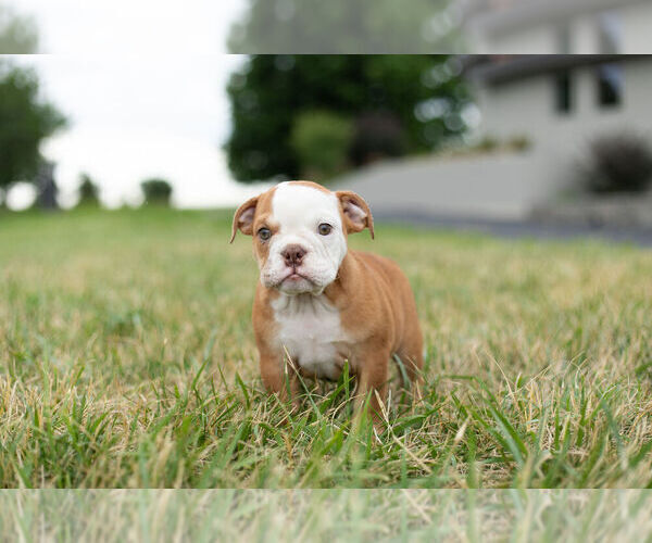 Medium Photo #5 Bulldog Puppy For Sale in WARSAW, IN, USA