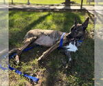 Small Dutch Shepherd -Siberian Husky Mix