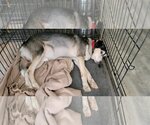 Small Photo #4 Siberian Husky Puppy For Sale in Cedar Crest, NM, USA