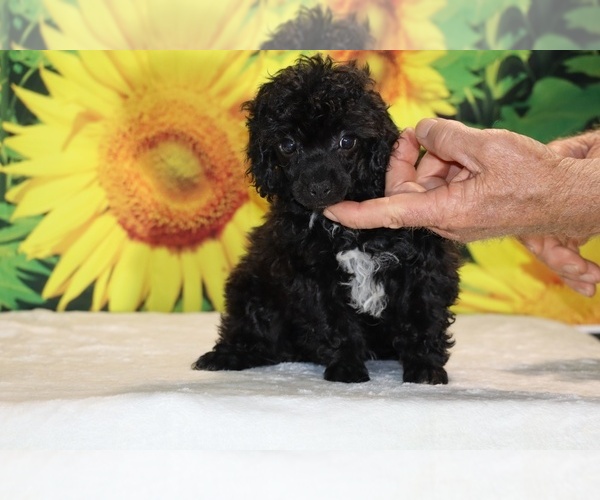 Medium Photo #22 Poodle (Toy) Puppy For Sale in DYERSBURG, TN, USA