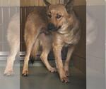 Small Photo #2 German Shepherd Dog Puppy For Sale in Riverside, CA, USA
