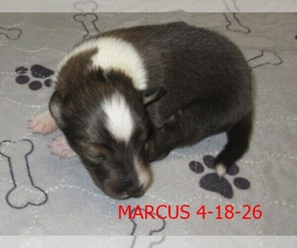 Medium Photo #4 Shetland Sheepdog Puppy For Sale in SOLON, ME, USA