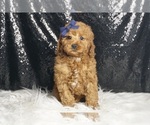 Small #1 Poodle (Miniature)