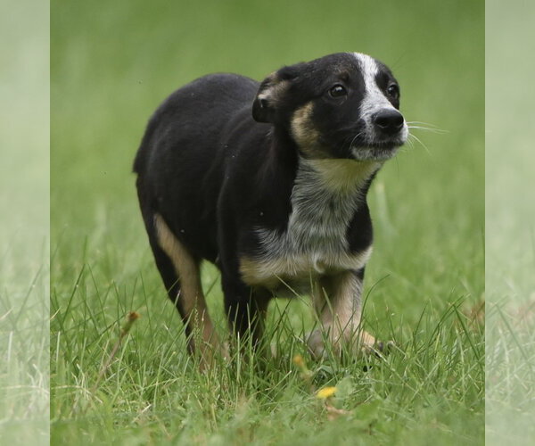 Medium Photo #8 Mutt Puppy For Sale in Mechanicsburg, PA, USA