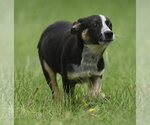 Small #7 Mutt