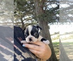 Small #7 Boston Terrier