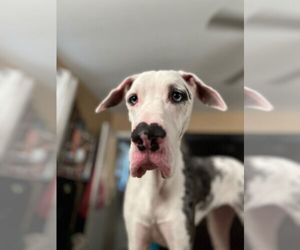Medium Photo #3 Great Dane Puppy For Sale in Bullard, TX, USA