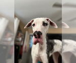 Small #2 Great Dane